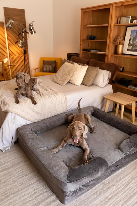 NOAH & PAW Giant Dog Bed XXL, 55x45x11 Inch, Orthopedic Dog Beds, Eggshell Memory Foam Infused with Cooling Gel, Inner Cover, Water Resistant, Machine Washable (Velvet Sofa Collection)