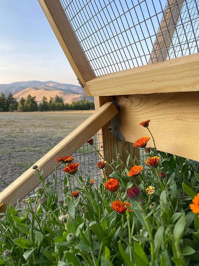 Aromatics International Calendula Hydrosol 100ml | Sweet & Light Natural Aromatic Mist for Skin, Home & Daily Use