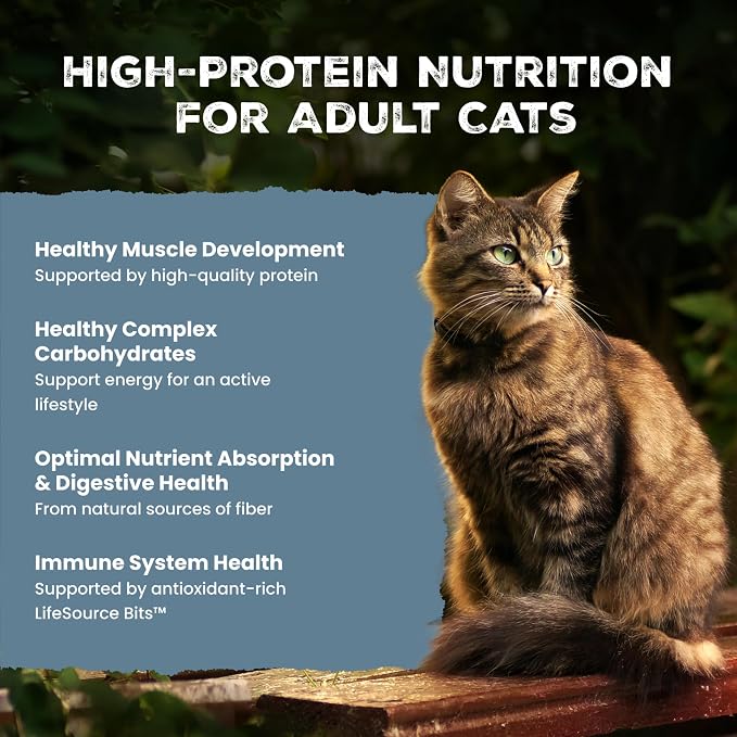 Blue Buffalo Wilderness Salmon Adult Dry Cat Food, Grain-Free, 11 lb | Real Salmon #1 Ingredient, High Protein Nutrition, Supports Immunity with Antioxidant-Rich LifeSource Bits