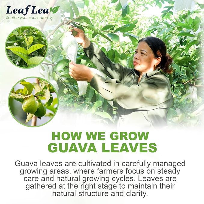 LeafLea Guava Leaf Tea Bags, Hojas De Guayaba, Caffeine-Free, 40 Count | Single-Ingredient Guava Leaf Tea, Smooth And Lightly Sweet — Individually Foil-Wrapped, Sugar-Free, A 40-Bag Box To Try