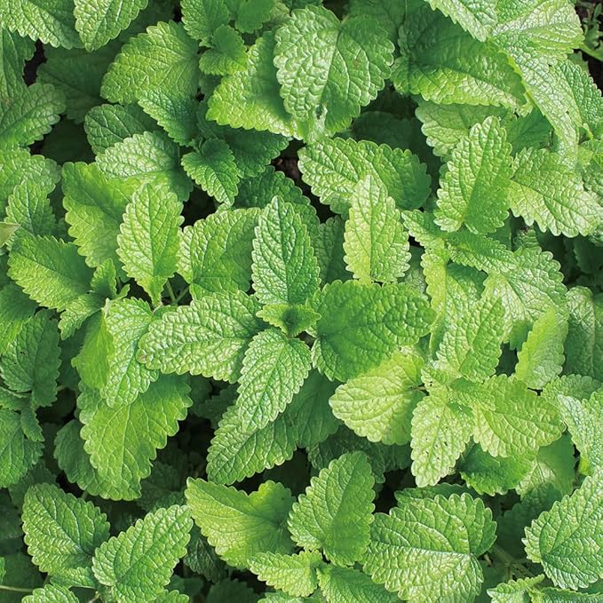 Aromatics International Lemon Balm Hydrosol 100ml | Lemony Herbal Natural Aromatic Mist for Home, Mood & Daily Use