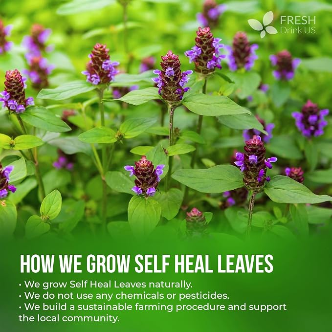 FreshDrinkUS, Premium Self Heal Leaves Tea | 40 Tea Bags | Premium Dried Self Heal Herb for Herbal Tea – Naturally Caffeine-Free, Clean & Convenient Tea Bags. Sugar-Free. Vegan