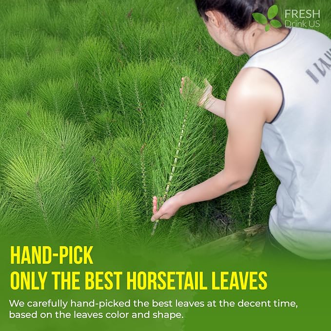 FreshDrinkUS, Premium 15 Horsetail Leaf Tea Bags, 100% Natural & Pure from Horsetail Loose Leaves Herbal Tea. Made with Natural Material Tea Bags. No Sugar, No Caffeine, No Gluten, Vegan.