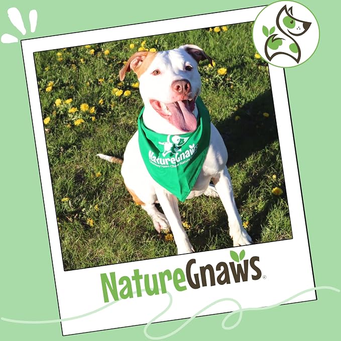 Nature Gnaws Braided Bully Sticks 5-6" for Small Dogs, 3 Count