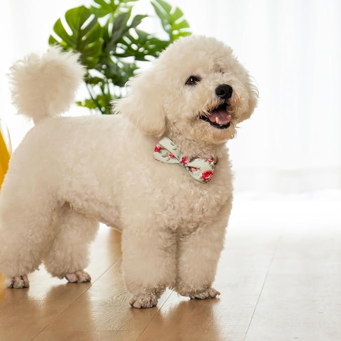 azuza Dog Collar with Bow Tie, Soft and Comfortable Adjustable Bowtie Dog Collar for Puppy and Small Dogs (XS, Camellia Flower)