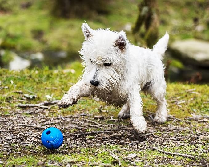 Chuckit! Crunch Ball Dog Toy, Medium (Pack of 24)
