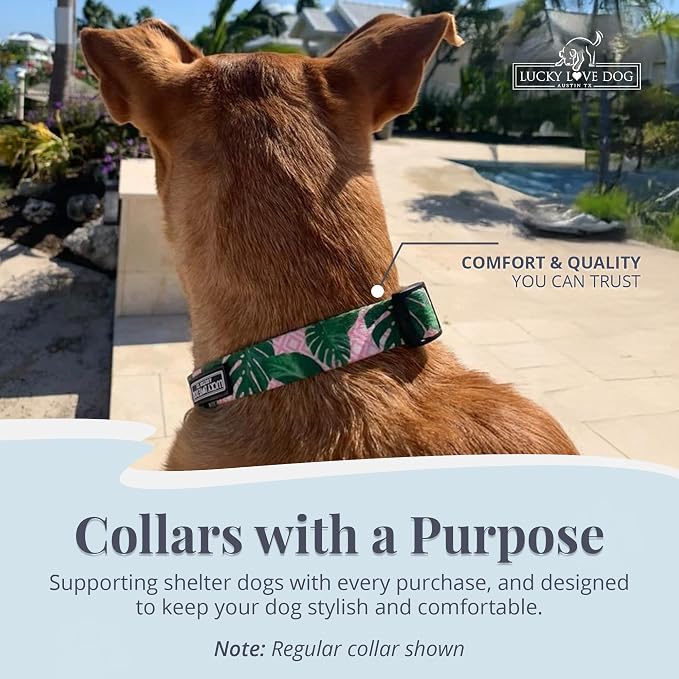 Lucky Love Dog Martingale Collar for Medium Dogs No Slip – Laguna, Medium