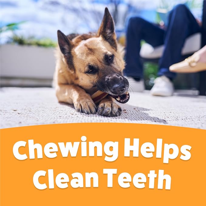 Purina Busy with Beggin Twisted Large Dog Treats, 10 ct Pouch | Cheddar & Hickory Smoke Flavor dog chew, long-lasting, rawhide free with real meat, for large dogs 35 lbs up