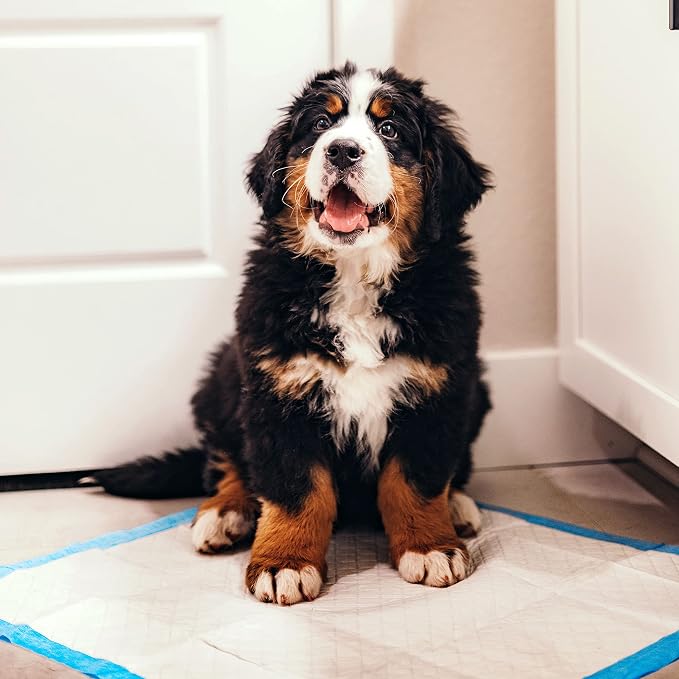 Four Paws Wee-Wee Superior Performance Dog Pee Pads, 150 Count | Quilted leak-proof puppy pads, dog housebreaking & potty training, 24-hour floor protection, pet supplies, 22" x 23"