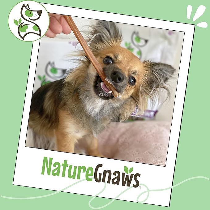 Nature Gnaws Large Bully Sticks 11-12" Rawhide Free Dog Chews, 10 Count | Thick Long Lasting for Aggressive Chewers and Large Dogs - Natural Beef Dog Chew Bones - No Artificial Preservatives