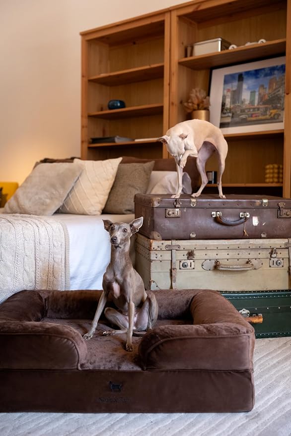 NOAH & PAW Large Dog Bed, 35x25x11 Inch, Orthopedic Dog Beds, Eggshell Memory Foam Infused with Cooling Gel, Inner Cover, Water Resistant, Machine Washable (Velvet Sofa Collection)