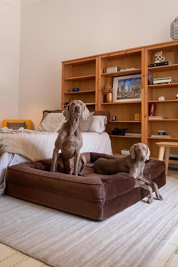 NOAH & PAW Giant Dog Bed XXL, 55x45x11 Inch, Orthopedic Dog Beds, Eggshell Memory Foam Infused with Cooling Gel, Inner Cover, Water Resistant, Machine Washable (Velvet Sofa Collection)