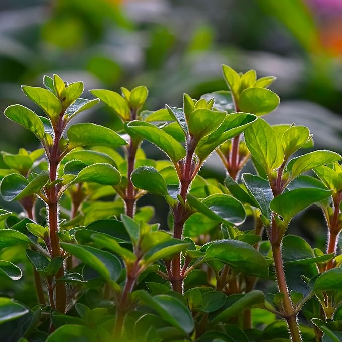 Marjoram Essential Oil - Aceite de Mejorana Direct from Egypt for Massage & Aromatherapy | Premium Therapeutic Grade (15ml)