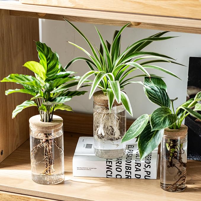 Propagation Vases for Plants, Set of 6(3 Large & 3 Small) Glass Plant Propagation Stations, Plant Propagation Jars for Home Office Windowsill Tabletop Decoration (6)