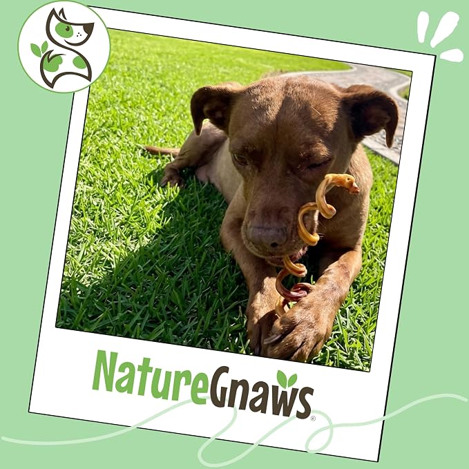 Nature Gnaws Bully Stick Springs 7-8" Rawhide Free Dog Chews, 12 Count