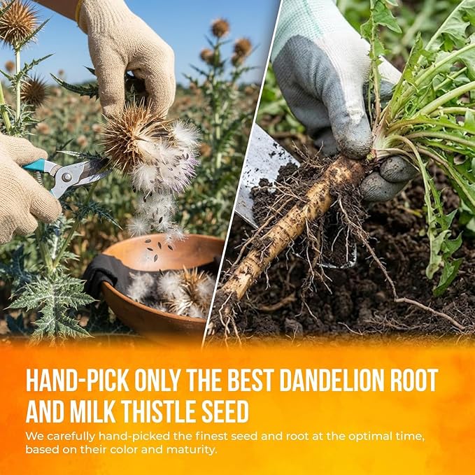 FreshDrinkUS, Premium Dandelion Milk Thistle Herbal Tea | 75 Tea Bags | Herbal Blend with Dandelion Root & Milk Thistle Seed – Clean Plant-Based Daily Tea, Naturally Caffeine Free. Sugar Free. Vegan