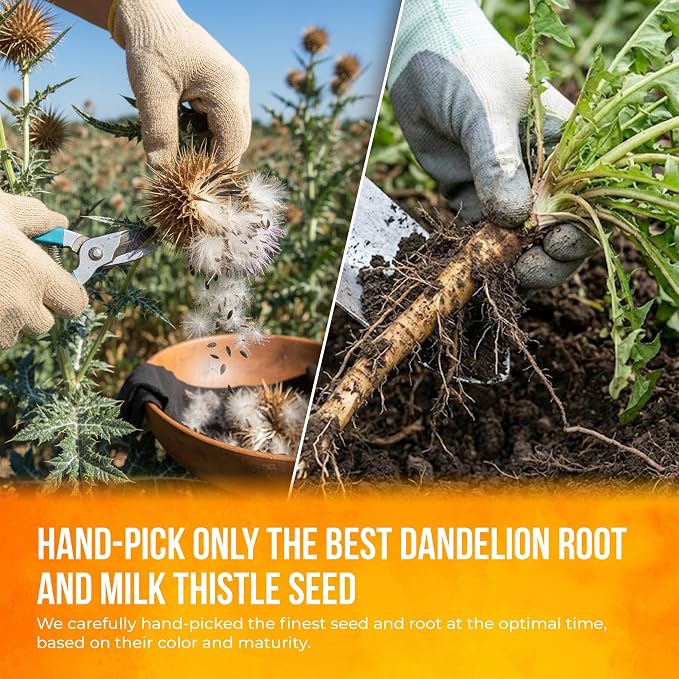 FreshDrinkUS, Premium Dandelion Milk Thistle Herbal Tea | 135 Tea Bags | Herbal Blend with Dandelion Root & Milk Thistle Seed – Clean Plant-Based Daily Tea, Naturally Caffeine Free. Sugar Free. Vegan