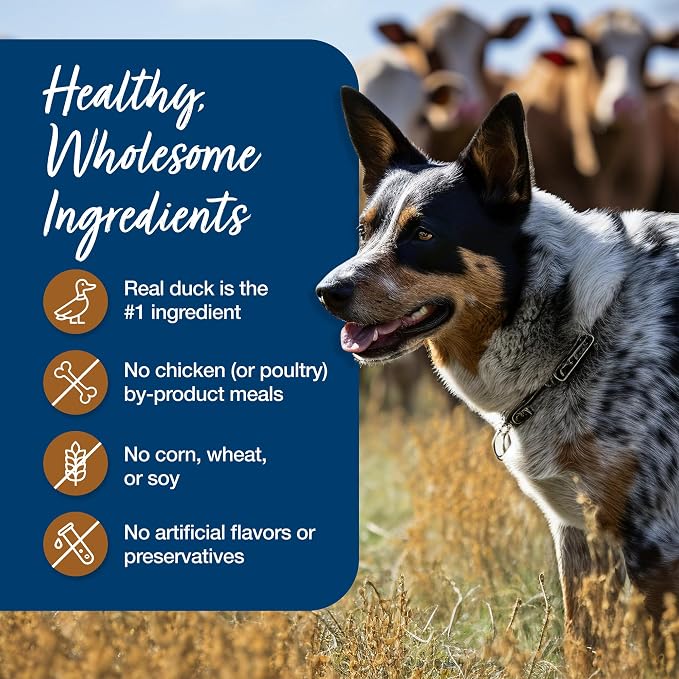 Blue Buffalo Blue's Stew Duck Adult Grain-Free Wet Dog Food, 12.5 oz, 12 ct | Grain-Free, Real Duck First, Hunter's Stew Recipe, Feed as Treat, Topper, or Meal