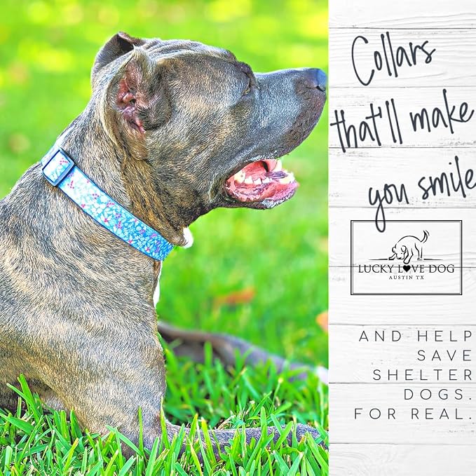 Lucky Love Dog Martingale Collar for Small Dogs Cute – Winter Blue, Small