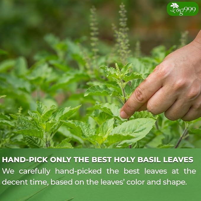 TOG999, Premium 120 Holy Basil Leaf Tea Bags, 100% Natural & Pure Holy Basil Leaves. Loose Leaf Holy Basil Herbal Tea. Holy Basil Leaf Tea. No Sugar, No Caffeine, No Gluten, Vegan.