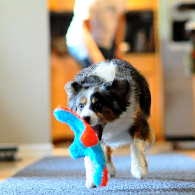 Chuckit! Indoor Fetch Squirrel Toy for Dogs, Orange and Blue