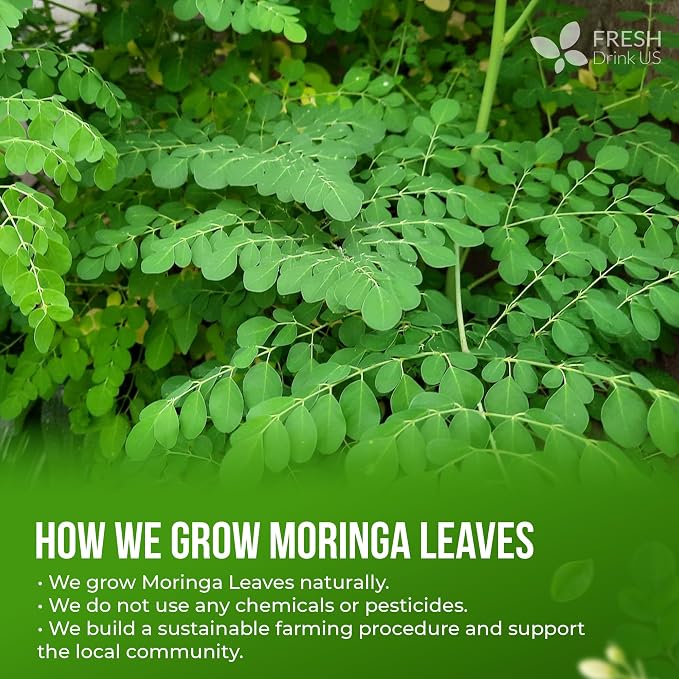 FreshDrinkUS, Premium 135 Moringa Tea Bags, 100% Natural & Pure, Herbal Tea, Made with Natural Materials-Corn Fiber Tea Bags, Sugar/Gluten Free. Rich in Antioxidants and Vitamins.
