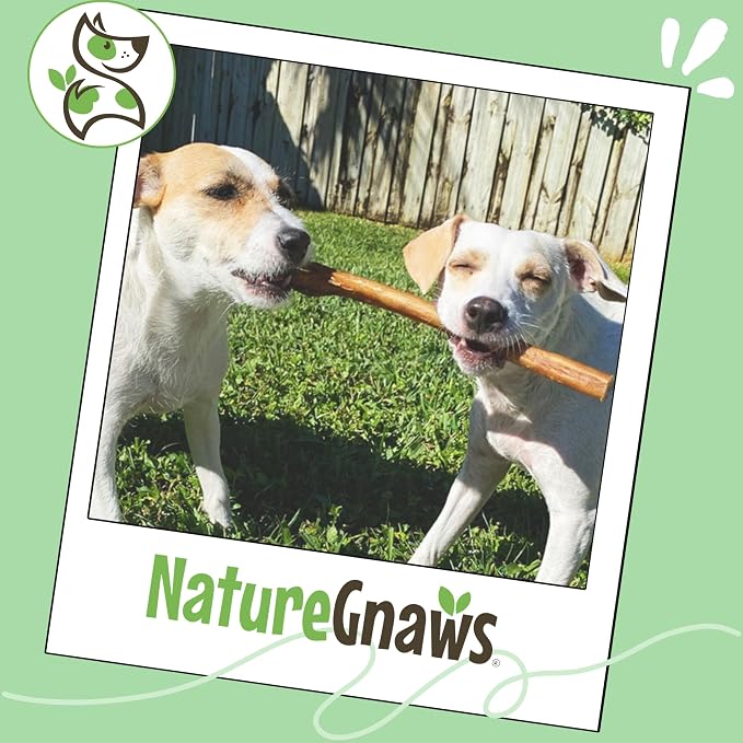 Nature Gnaws Large Bully Sticks 6" Rawhide Free Dog Chews, 15 Count | Thick Long Lasting for Aggressive Chewers and Large Dogs - Natural Beef Dog Chew Bones - No Artificial Preservatives