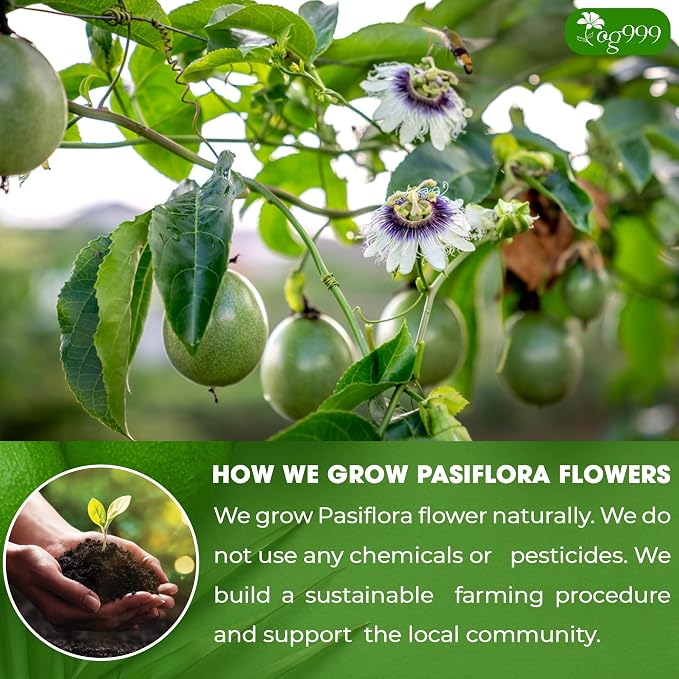 TOG999, Premium 60 Pasiflora Pasion Flower Tea Bags, 100% Natural & Pure. Herbal Tea. No Sugar, No Caffeine, No Gluten, Vegan. (60 Bags Passiflora Flower)