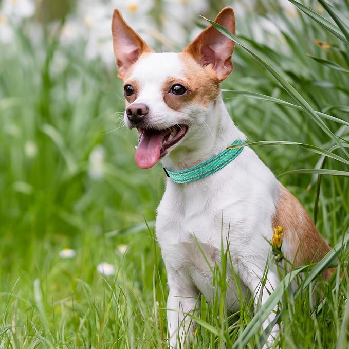 Mile High Life Reflective Dog Collar, Adjustable Lightweight Quick Release