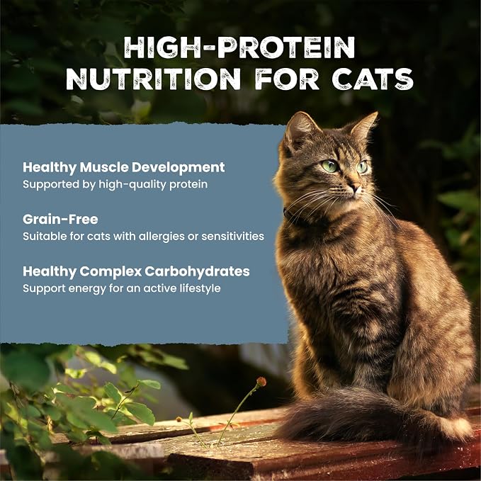 Blue Buffalo Wilderness Salmon Paté Adult Wet Cat Food, 3 oz, 24 ct | Real Salmon #1 Ingredients, High Protein & Grain-Free Recipes, Supports Energy for an Active Life