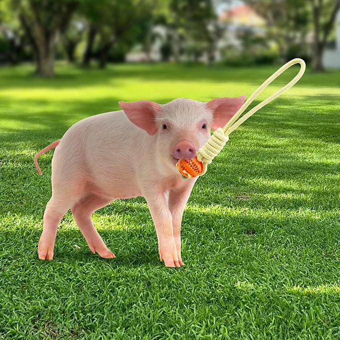 Mini Pig Supplies, 3 Pack Treat Dispenser Ball Toys for Pigs, Plastic Food Foraging Ball with Rope for Pigs, Pig Toys for Pet Pig