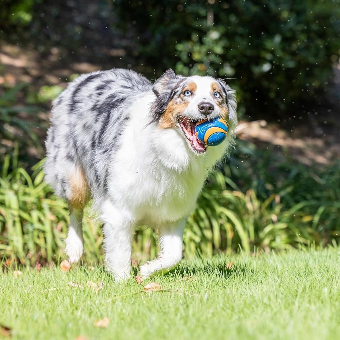 Chuckit! Ultra and Squeaker Ball Dog Toy, Medium 2.5in, 3 Pack, Floats | Durable Rubber Bouncy Fetch Balls with Squeaker for Dogs 20-60 lbs, Floating Water Pet Toys, 2.5-In Diameter