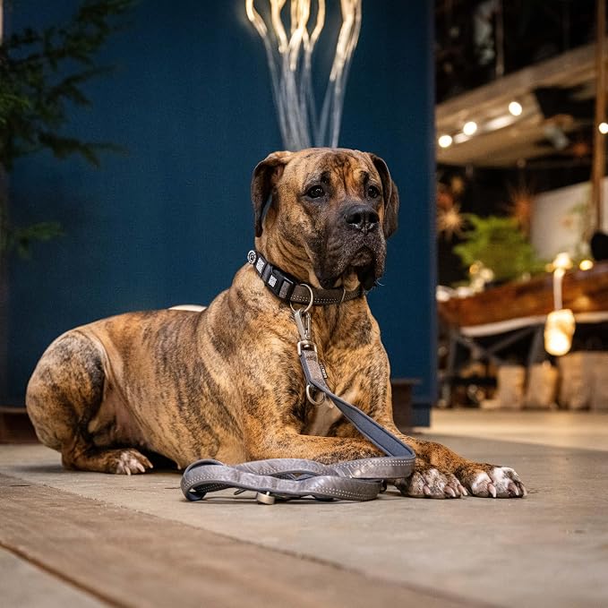 Smart ID Collar Matrix 2.0 GOTCHA! by Our Pet Village