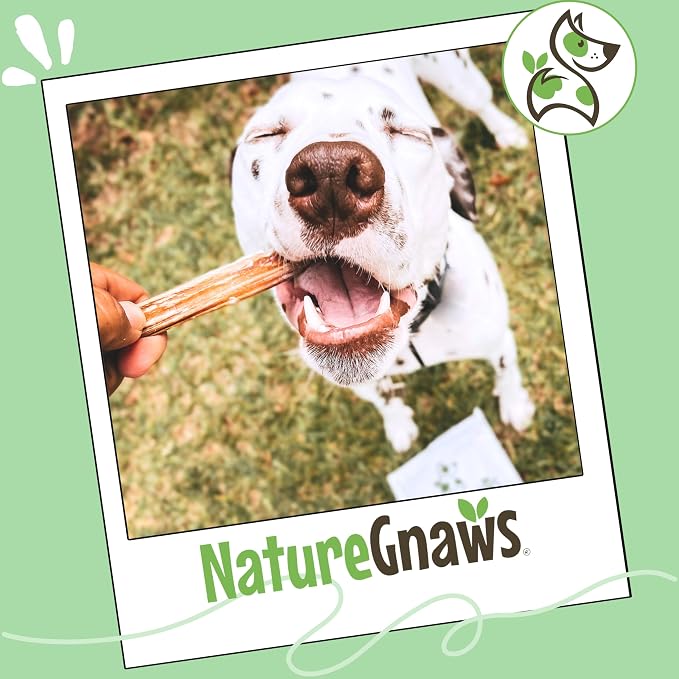 Nature Gnaws Large Bully Sticks 11-12" Rawhide Free Dog Chews, 5 Count | Thick Long Lasting for Aggressive Chewers and Large Dogs - Natural Beef Dog Chew Bones - No Artificial Preservatives