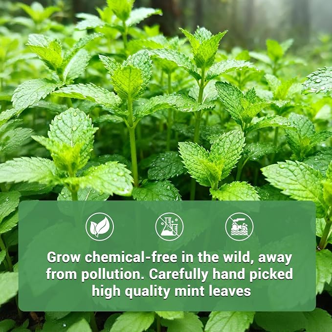Peppermint Tea, 50 Tea Bags - Pure Peppermint Leaves, Caffeine Free Mint Herbal Tea Bags - Supports Healthy Digestion, Wellness & Refreshment (50 Counts, Pack of 1)