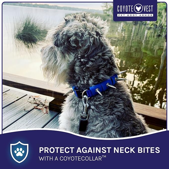CoyoteCollar Spike Dog Collar, Adj/Replaceable Spikes, Large, Blue