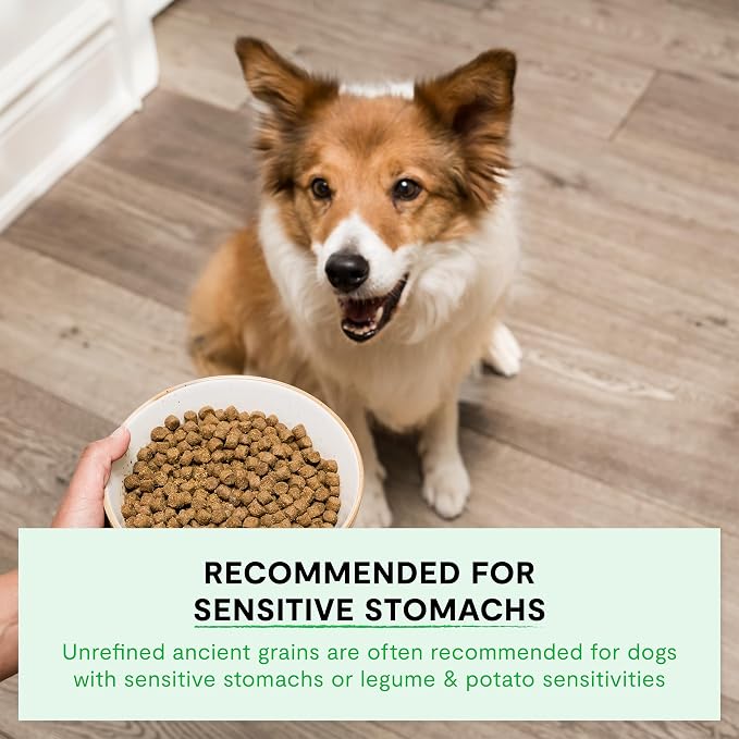 Open Farm Ancient Grains Dry Dog Food Wild Caught Whitefish Kibble, 4lb Bag | All Life Stages, All Breed Sizes, Protein-Rich & Nutrient Dense, 100% Traceable Ingredients, Non-GMO Fruits & Veggies.