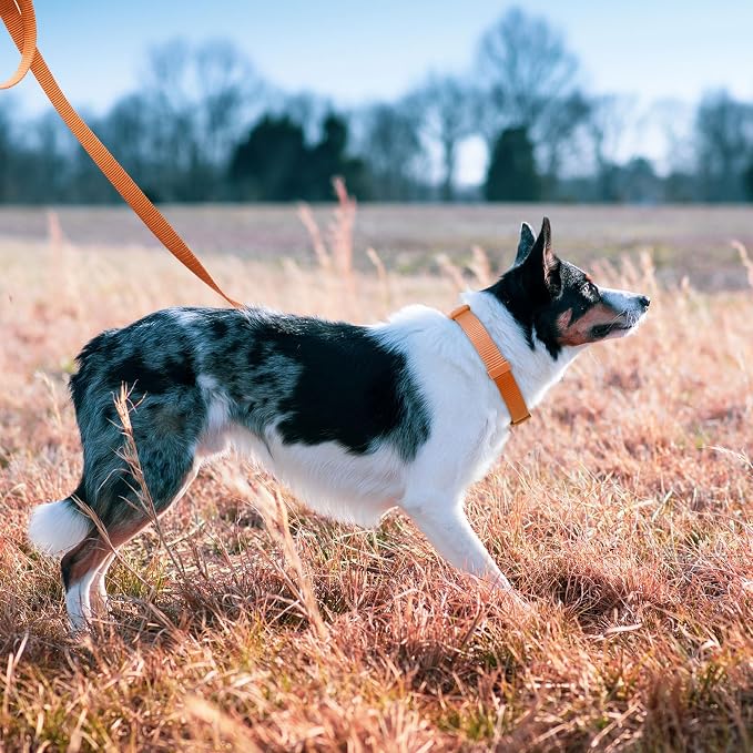 azuza Nylon Fall Dog Collar and Leash Set, Strong & Durable Basic Style Leash with Easy to Use Collar Hook, Available in Multiple Lengths for Medium Dogs, Rust Orange,M
