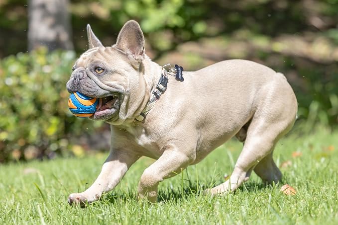 Chuckit! Ultra Squeaker Fetch Balls for Dogs, Floats, Medium 2.5in, 2 Pack