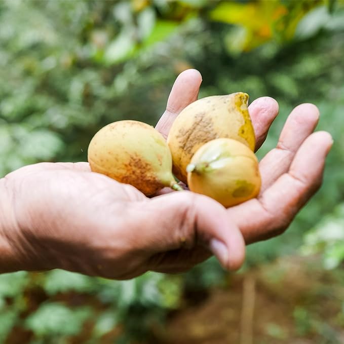 Nutmeg Essential Oil - Direct from Central Java, Indonesia - Pure Essential Oils for Diffusers, Muscle Relief and Aromatherapy | Premium Therapeutic Grade (22lbs)