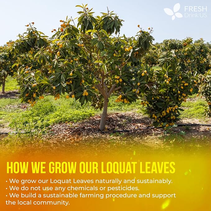 FreshDrinkUS, Premium 40 Tea Bags Loquat Leaf Tea | Eriobotrya japonica | Herbal Tea Bags | Naturally Dried Loquat Leaves | Caffeine-Free Botanical Tea. Sugar-Free. Caffeine-Free. Vegan