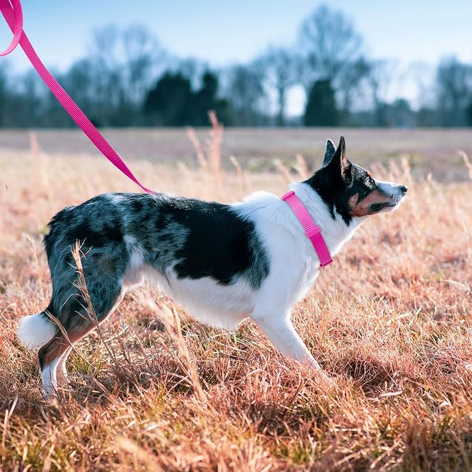 azuza Nylon Dog Collar and Leash Set, Strong & Durable Basic Style Leash and Collar with ID Tag Ring, Available in Multiple Lengths for Small Dogs, Purple,S