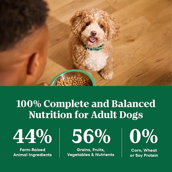 Nutro Natural Choice Small Bites Dry Dog Food, Chicken & Rice, 13 lb | Non-GMO, Real chicken #1 ingredient, no by-product meal/corn, wheat, soy, supports energy, bones, muscles & dental health