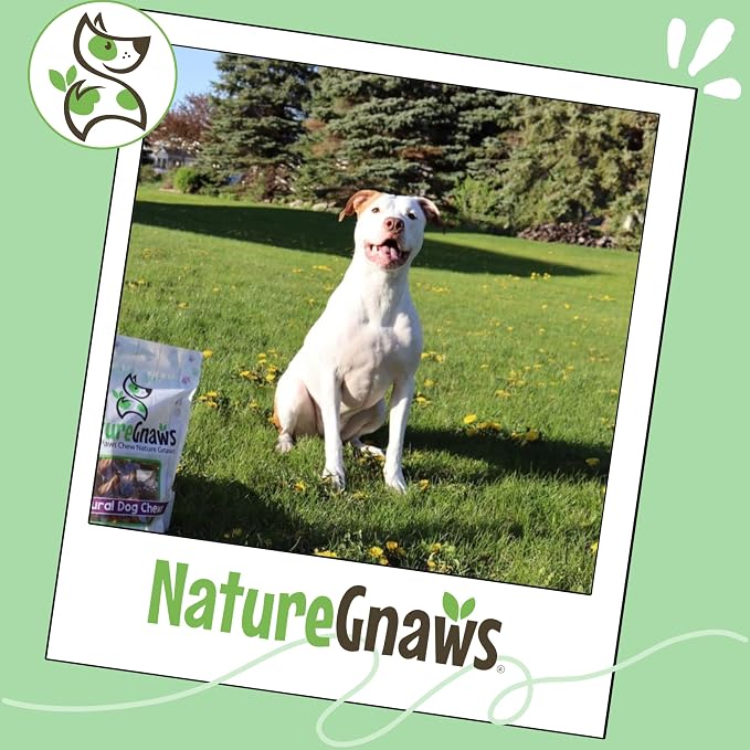 Nature Gnaws Extra Thin Bully Sticks 5-6" Rawhide Free Dog Chews, 10 Count | Long Lasting for Light Chewers and Puppies - Natural Beef Dog Chew Bones - Single Ingredient - No Artificial Preservatives