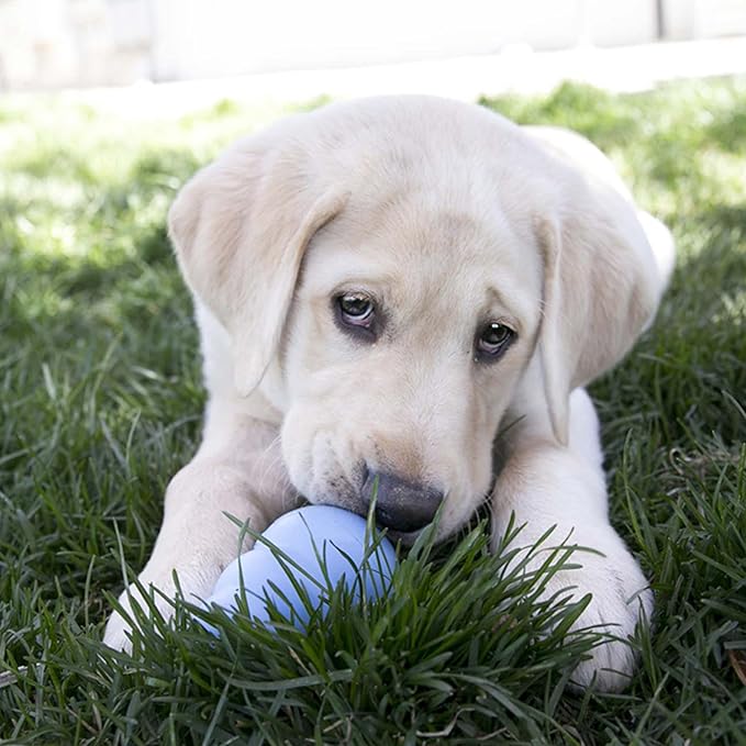 KONG Puppy, Natural Rubber Teething Chew Toy, for Medium Puppies, Blue