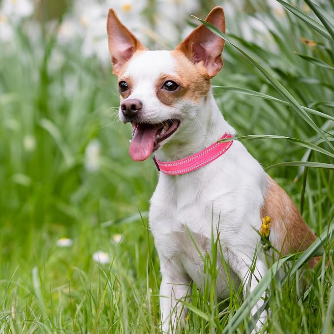 Mile High Life Reflective Dog Collar, Adjustable Lightweight Quick Release