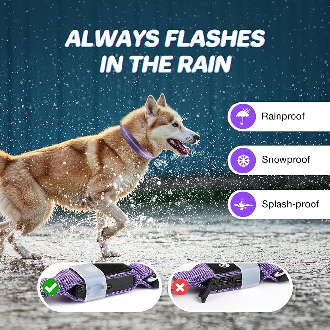 RUXAN Light Up Dog Collar,Dog Lights for Night Walking,LED Collars Waterproof,Glow Dog Collars Rechargeable,Glow in The Dark Dog Collar,Dog Collars Light for Small,Medium,Large Dogs (Medium,Purple)