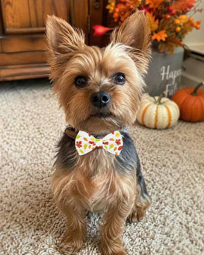 PET SHOW 5 Pack Dog Bowties Fall for Small Dogs Slide on Collar