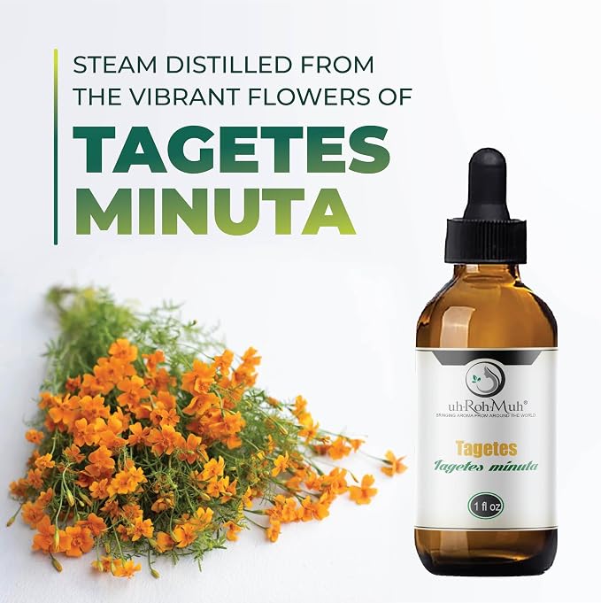 Tagetes Essential Oil – 100% Pure Steam Distilled from Tagetes minuta Flowers | Sweet, Citrusy Aromatherapy Oil for Relaxation & Massage | Top Note | Natural & Undiluted | India | 1 Fl Oz