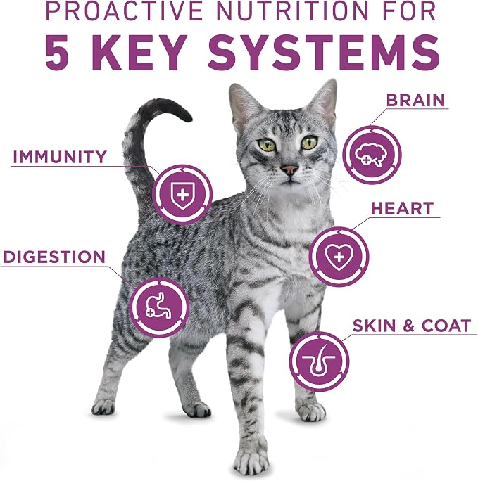 Purina ONE Plus Whole Body Support Chicken Dry Cat Food 7 lb Bag | High protein cat food with live probiotics, taurine, vitamin E, choline and omega-6 fatty acids for whole body support